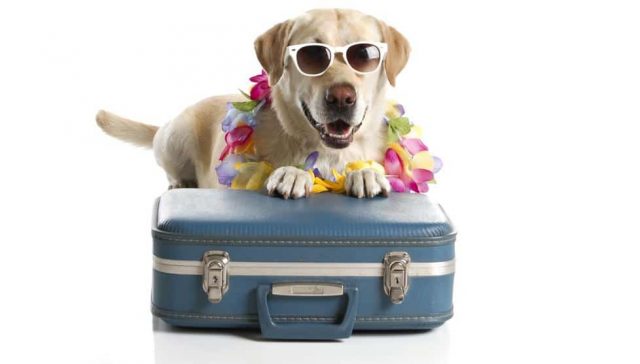 Prepara un kit de viaje para tu mascota